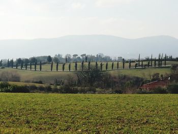 Scenic view of field against sky