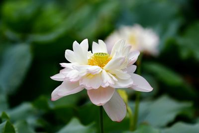 Close-up of white flower