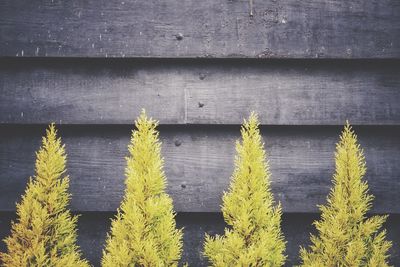 Full frame shot of plants