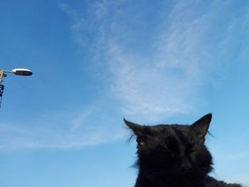 Low angle view of cat against blue sky