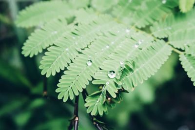 Close-up of raindrops on leaves