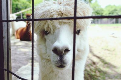 Close-up portrait of a horse