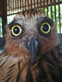 Close-up portrait of owl