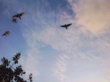 Low angle view of silhouette bird flying against sky