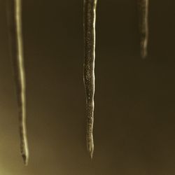 Close-up of frozen leaf