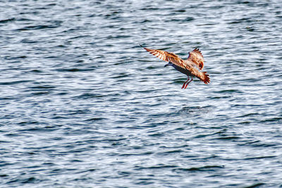 Bird flying over the sea