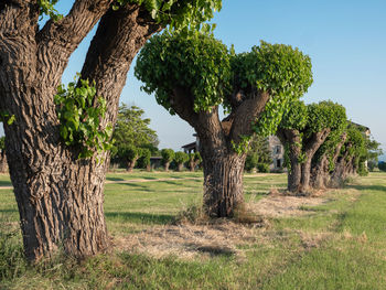 Series of trees in a row with many green leaves growing on broken trunks.