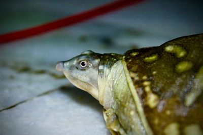 Close-up of frog