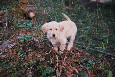 Portrait of dog on field