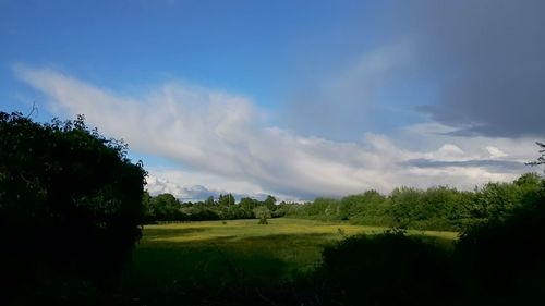 View of trees on grassy landscape against cloudy sky