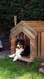 Dog on wood against trees