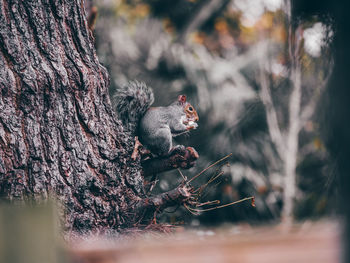 A british grey squirrel eating an acorn