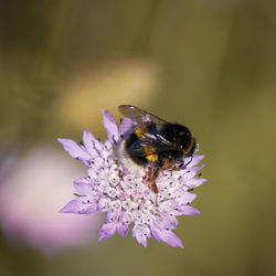 Close-up of insect on purple flower