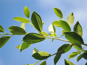 Low angle view of leaves against sky