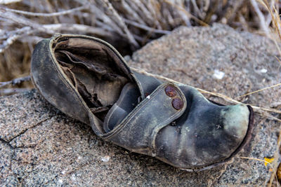 Close-up of crab on beach