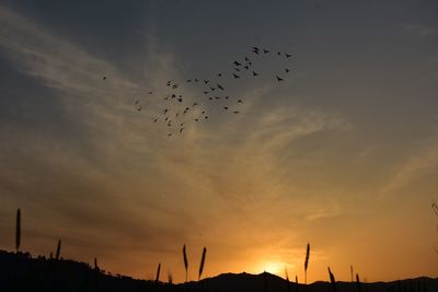 Low angle view of silhouette birds flying against sky during sunset