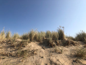 Plants growing on land against clear blue sky