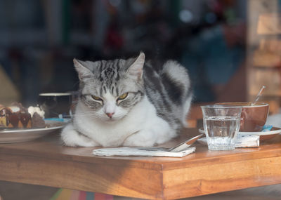 Portrait of cat sitting on table