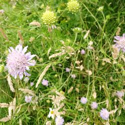 Close-up of purple flowering plants on field