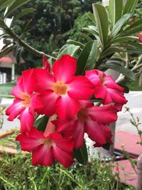 Close-up of pink flowers