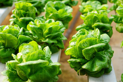 Close-up of vegetables