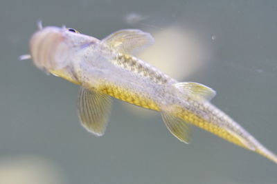 Gara rufa or known as the doctor fish.