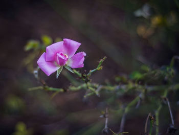 Close-up of pink flowering plant