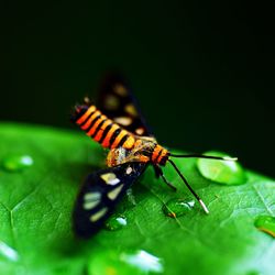 Close-up of insect on leaf