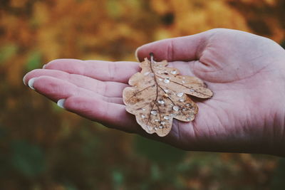 Close-up of hand holding leaf