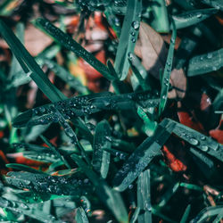 Detail shot of water drops on plants