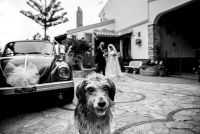 Portrait of dog by car