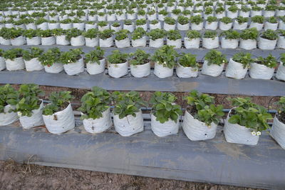 Plants growing in greenhouse