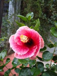 Close-up of pink rose flower