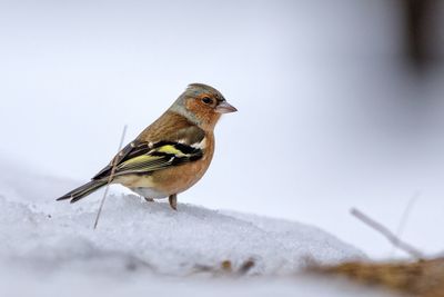 Close-up of bird perching on snow