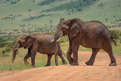 Two african elephants cross track in sunshine