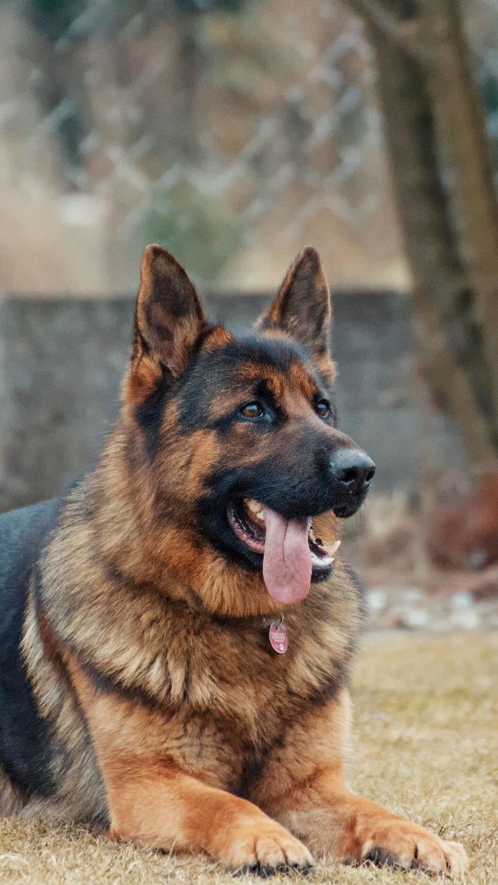 one animal, dog, pets, canine, domestic, domestic animals, animal themes, mammal, animal, vertebrate, german shepherd, looking, focus on foreground, looking away, sticking out tongue, facial expression, no people, day, animal body part, close-up, mouth open, panting, animal head, purebred dog