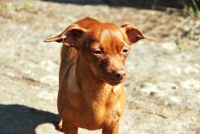 Close-up portrait of dog standing outdoors