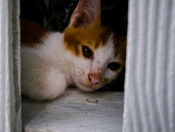 Close-up portrait of a cat