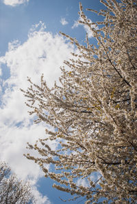 Low angle view of trees against sky