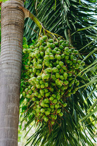 Low angle view of palm tree