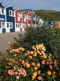 Flowering plants and buildings by houses in city