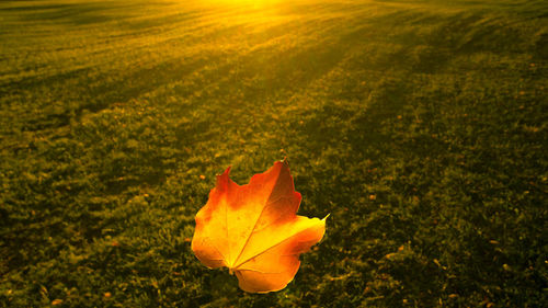 Close-up of yellow flower on field during sunset