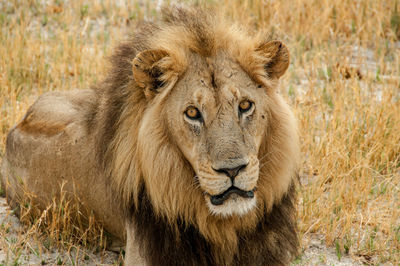 The quiet look of a young lion in the chobe reserve. better not to trust .... too quiet ..