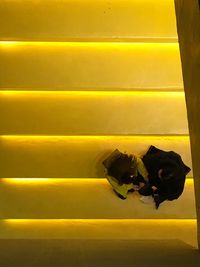 High angle view of dog on yellow wall