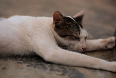 Close-up of cat sleeping on floor