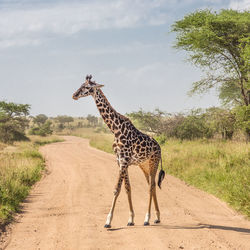 Giraffe standing on road against sky