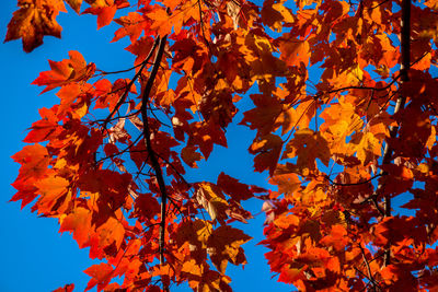 Low angle view of maple tree against sky