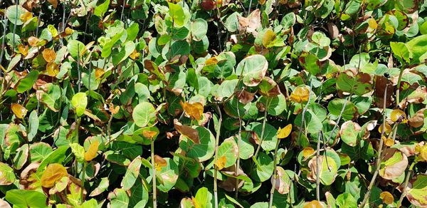 Full frame shot of leaves on field
