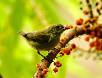 Close-up of bird perching on a tree