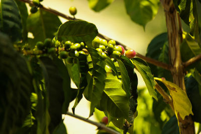 Close-up of fruits growing on tree